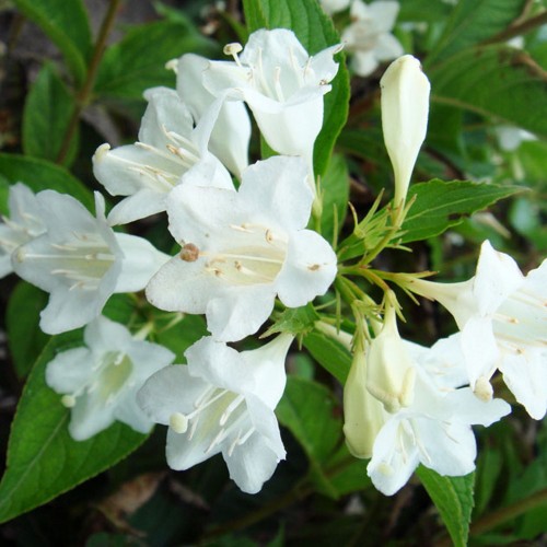 Weigela praecox 'Anita' - Varajane veigela 'Anita' C5/5L